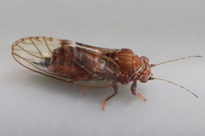 Cacopsylla crataegi
