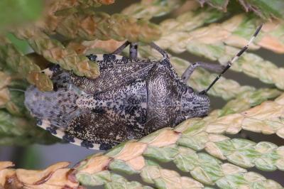<i>Rhaphigaster nebulosa</i>