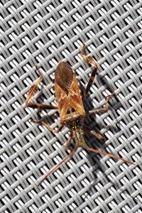 <i>Leptoglossus occidentalis</i>