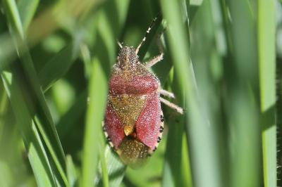 <i>Dolycoris baccarum</i>
