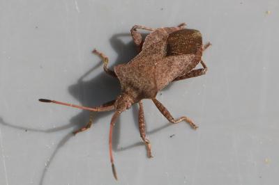 <i>Coreus marginatus</i>