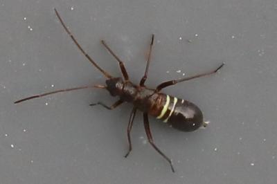 <i>Miris striatus</i>