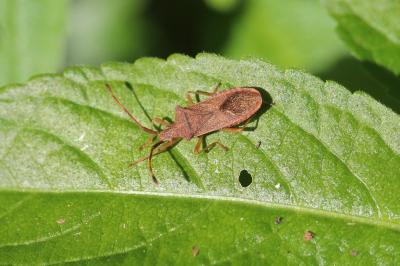 <i>Gonocerus acuteangulatus</i>