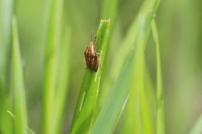 <i>Aelia acuminata</i>