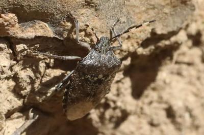 <i>Rhaphigaster nebulosa</i>