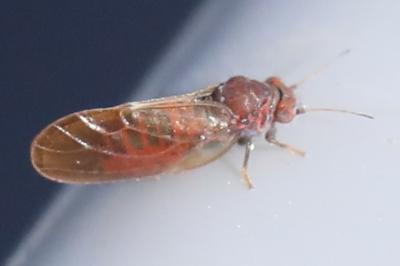 <i>Cacopsylla</i>