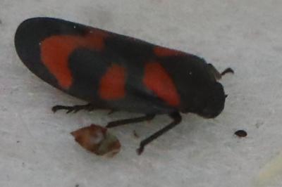 <i>Cercopis vulnerata</i>
