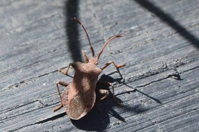<i>Coreus marginatus</i>