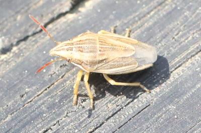 <i>Aelia acuminata</i>