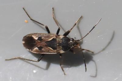 <i>Rhyparochromus vulgaris</i>