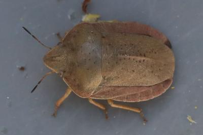 <i>Eurygaster austriaca</i>