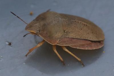 <i>Eurygaster austriaca</i>