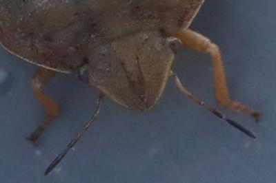 <i>Eurygaster austriaca</i>