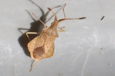 <i>Syromastus rhombeus</i>