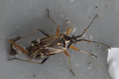 <i>Harpocera thoracica</i>