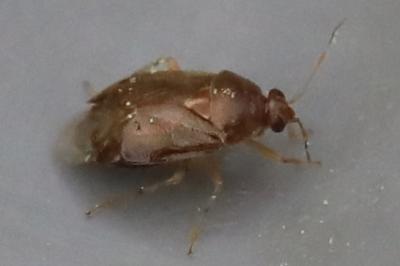 <i>Deraeocoris lutescens</i>