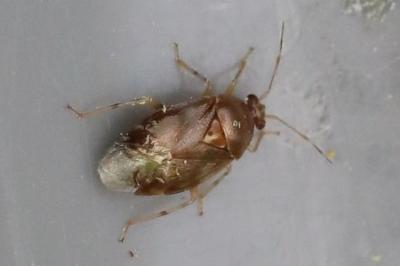 <i>Deraeocoris lutescens</i>