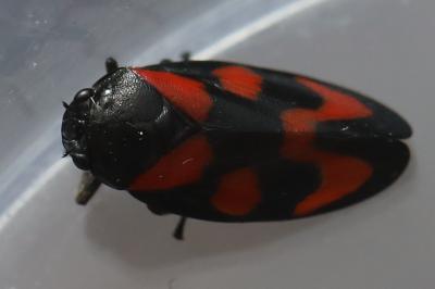 <i>Cercopis vulnerata</i>