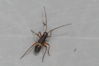 <i>Miris striatus</i>