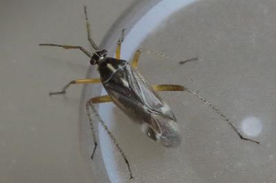 <i>Harpocera thoracica</i>