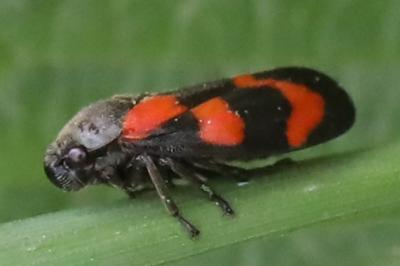<i>Cercopis vulnerata</i>