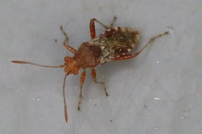 <i>Rhopalus subrufus</i>