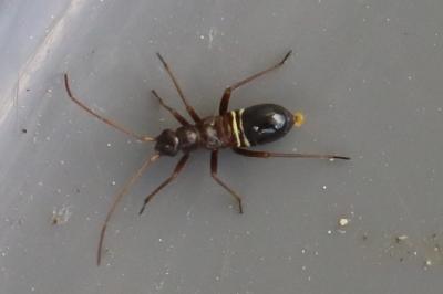 <i>Miris striatus</i>
