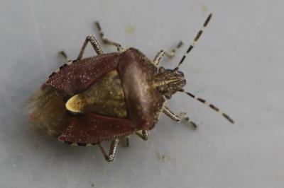 <i>Dolycoris baccarum</i>