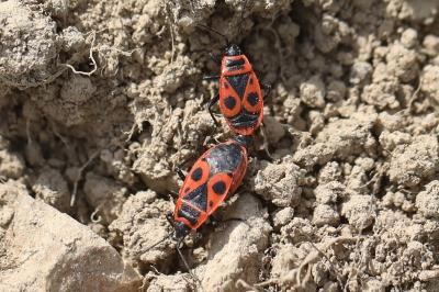 <i>Pyrrhocoris apterus</i>