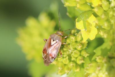 <i>Lygus pratensis</i>