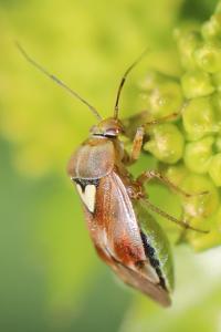 <i>Lygus pratensis</i>