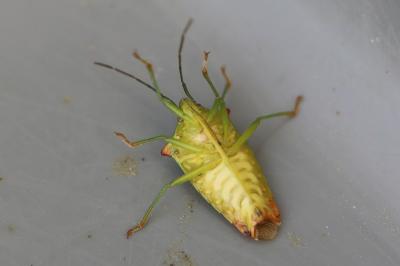 <i>Acanthosoma haemorrhoidale</i>