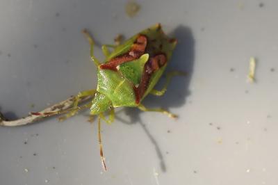 <i>Cyphostethus tristriatus</i>