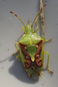 <i>Cyphostethus tristriatus</i>