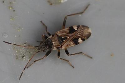 <i>Beosus maritimus</i>