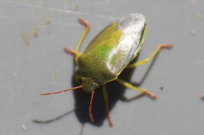 <i>Piezodorus lituratus</i>