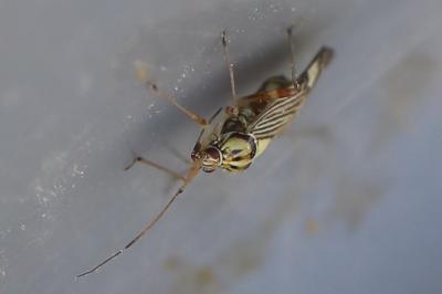 <i>Rhabdomiris striatellus</i>