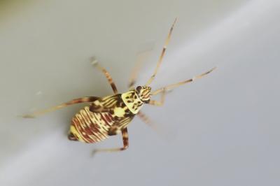 <i>Rhabdomiris striatellus</i>