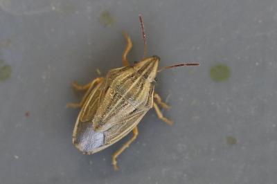 <i>Aelia acuminata</i>