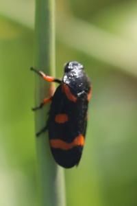 <i>Cercopis intermedia</i>