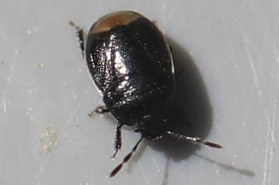 <i>Legnotus limbosus</i>