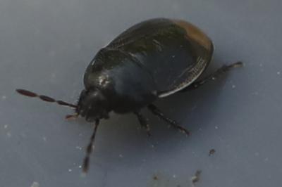 <i>Legnotus limbosus</i>