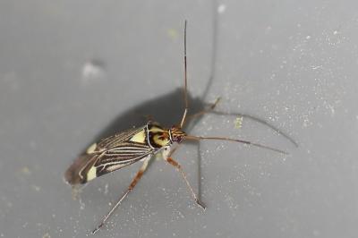 <i>Rhabdomiris striatellus</i>