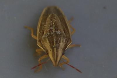 <i>Aelia acuminata</i>