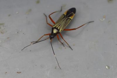 <i>Miris striatus</i>