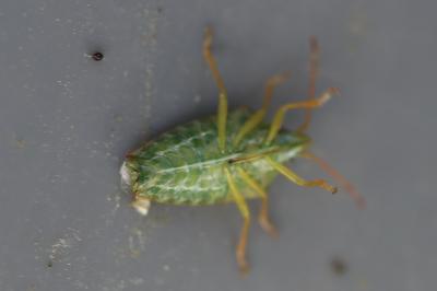 <i>Cyphostethus tristriatus</i>