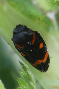 <i>Cercopis intermedia</i>