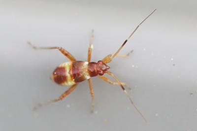 <i>Closterotomus fulvomaculatus</i>