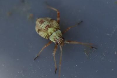 <i>Rhabdomiris striatellus</i>