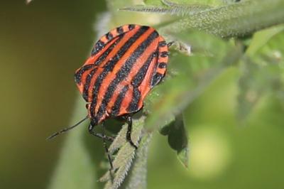 <i>Graphosoma italicum</i>